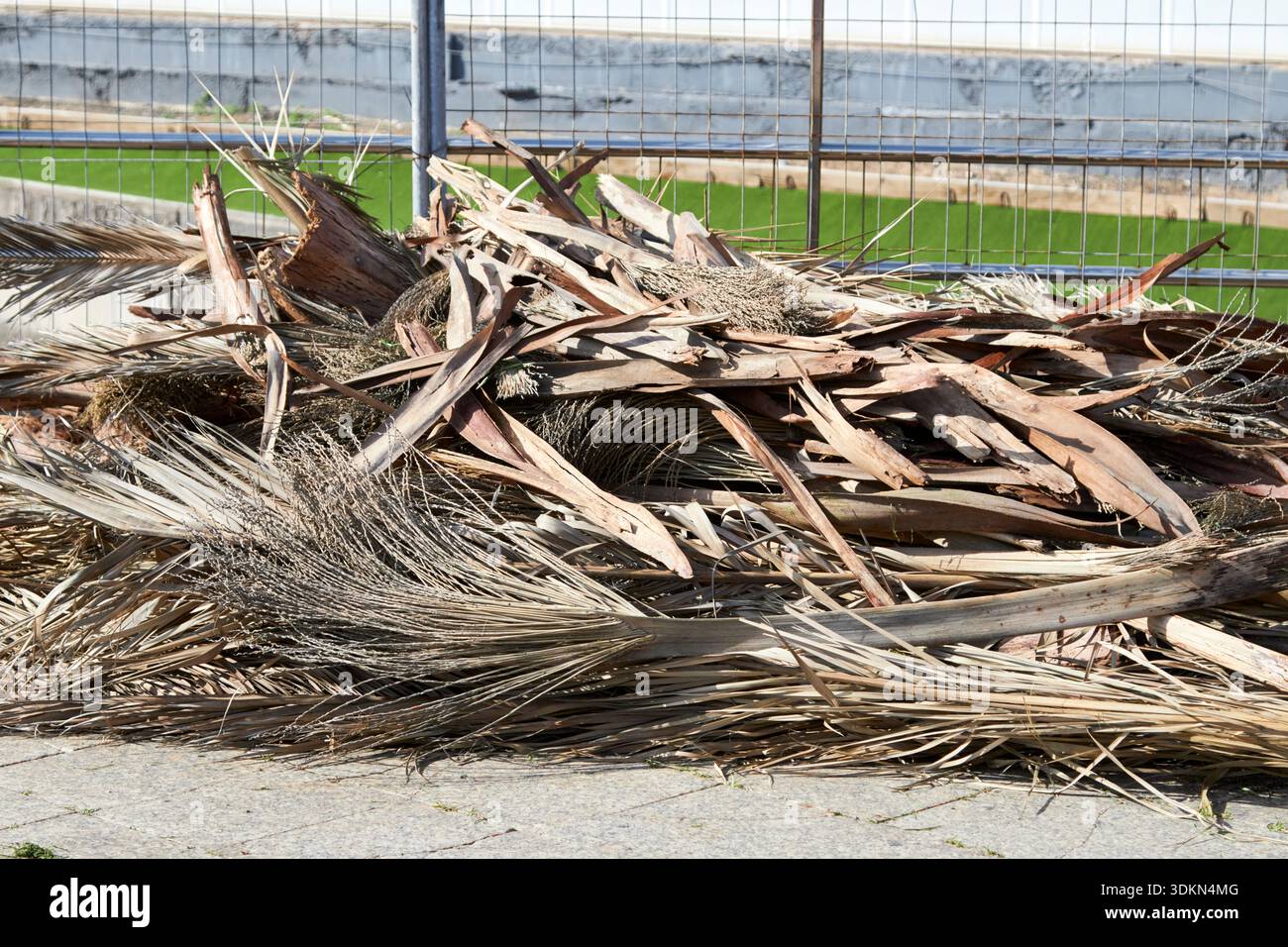 feuilles de palmier mortes brossées sur un sentier à las palmas de gran canaria, îles canaries, espagne Banque D'Images