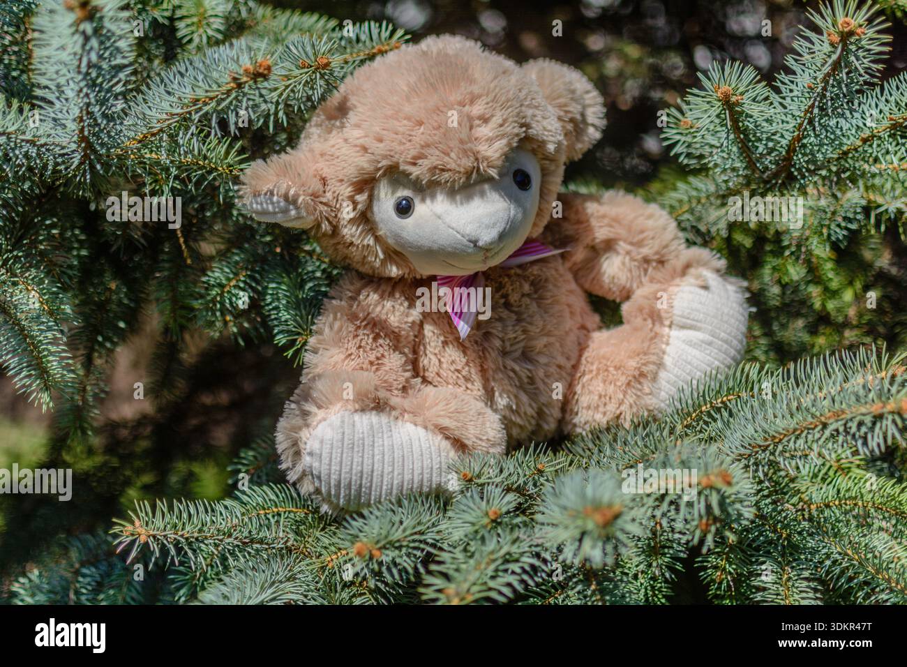 Jouet en peluche assis dans des branches de pin à feuilles persistantes à l'extérieur. Banque D'Images