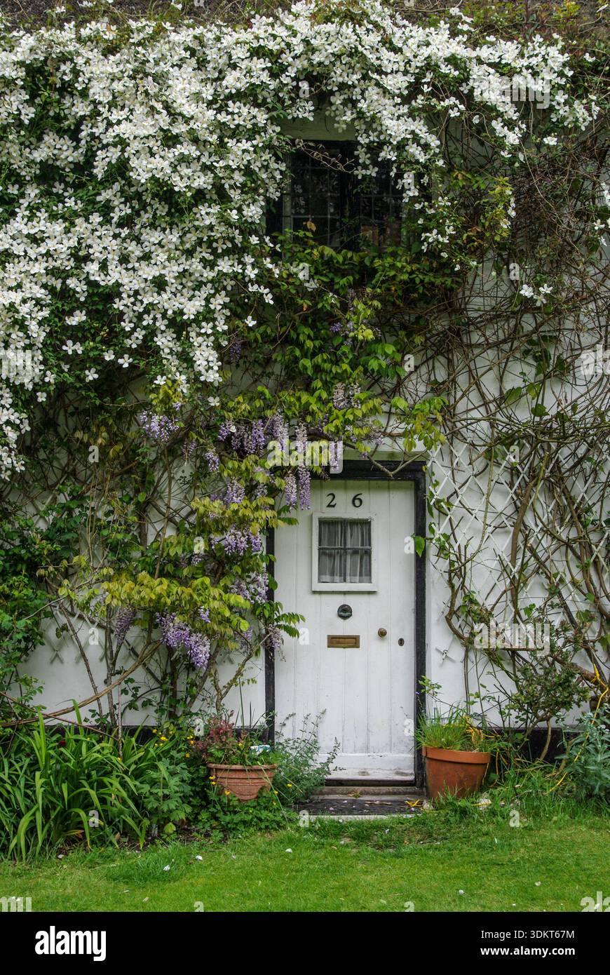 Jolie maison de chaume blanchie à la chaux, avec des clematis qui se brouillent sur l'avant, dans le village de Milton Abbas, Dorset Banque D'Images
