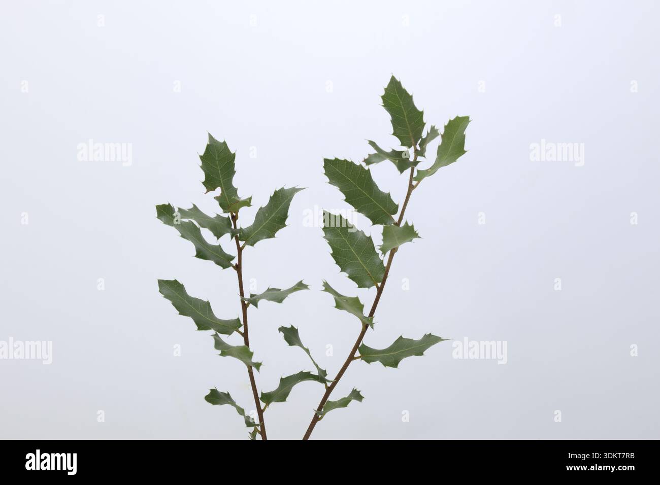 Feuilles de Quercus coccifera isolées sur blanc Banque D'Images