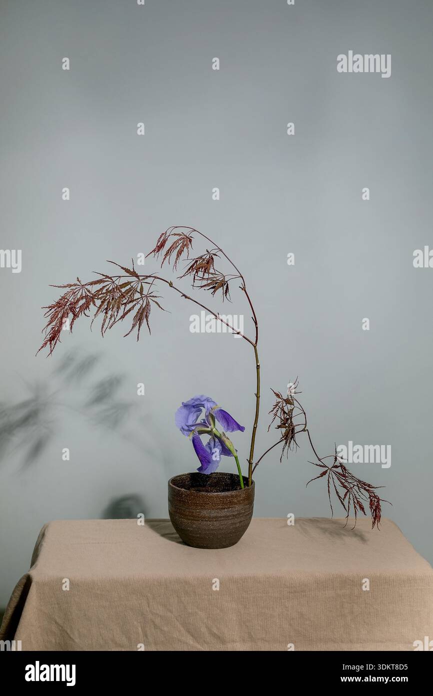 Élégant pot en céramique à arrangement floral ikebana japonais. Fleur d'iris violette avec branches séchées arrière-plan neutre style wabisabi esthétique minimaliste. Banque D'Images