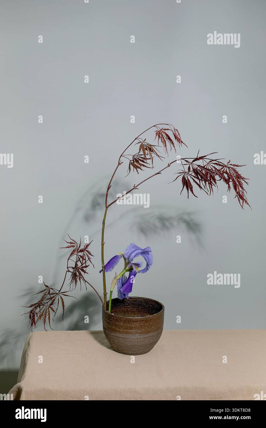 Élégant arrangement minimaliste ikebana avec des branches d'érable japonais rouge et fleur d'iris violet dans un pot en céramique sur fond neutre créant DRAM Banque D'Images