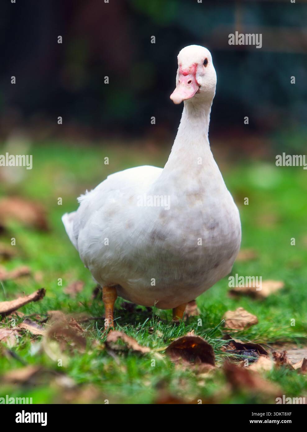 Un canard domestique blanc avec bec orange Banque D'Images