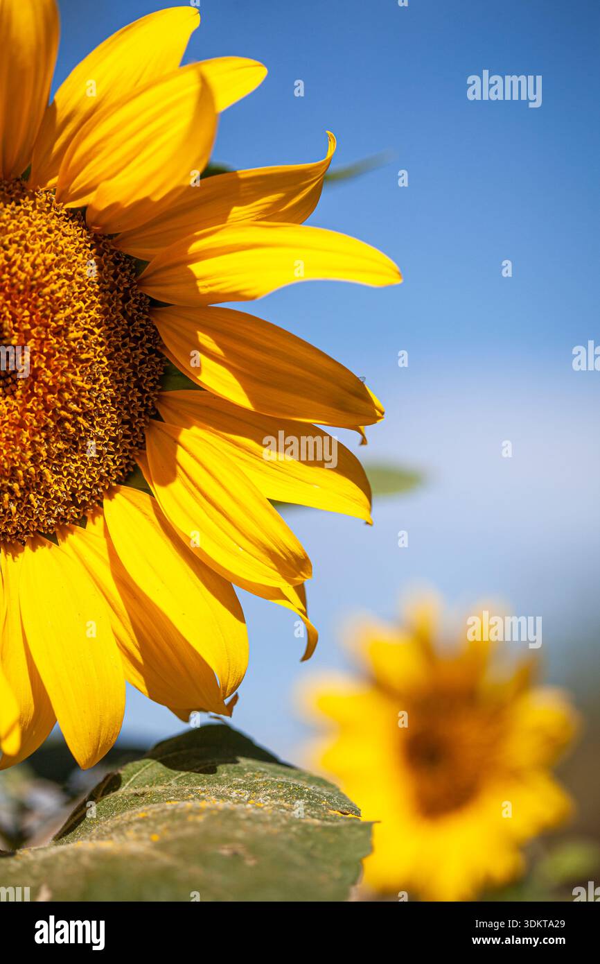 Demi-tête de tournesol au premier plan bacjground de tournesol éloigné Banque D'Images