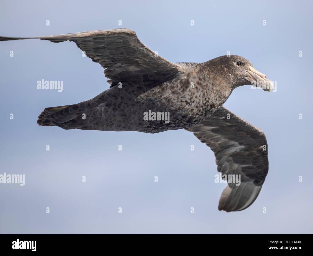 Pétrel géant du Sud (Macronectes giganteus) en vol, Antarctique, février Banque D'Images