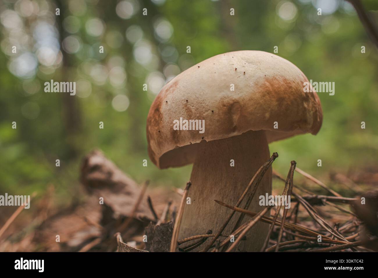 Gros plan champignon blanc contre la forêt dans une lumière douce Banque D'Images