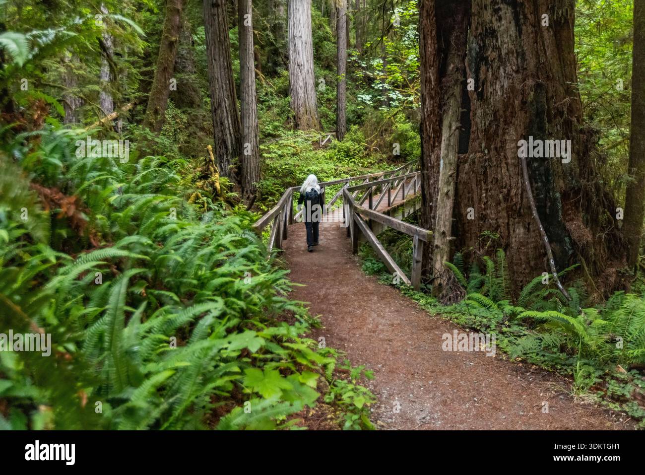 États-Unis, Californie, Crescent City, vue arrière d'une femme randonneuse sur une passerelle dans la forêt de séquoias Banque D'Images