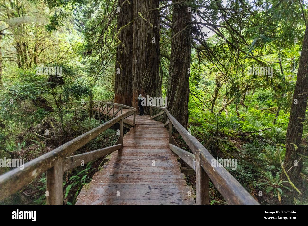 États-Unis, Californie, Crescent City, femme randonneur sur la passerelle dans la forêt de séquoias Banque D'Images