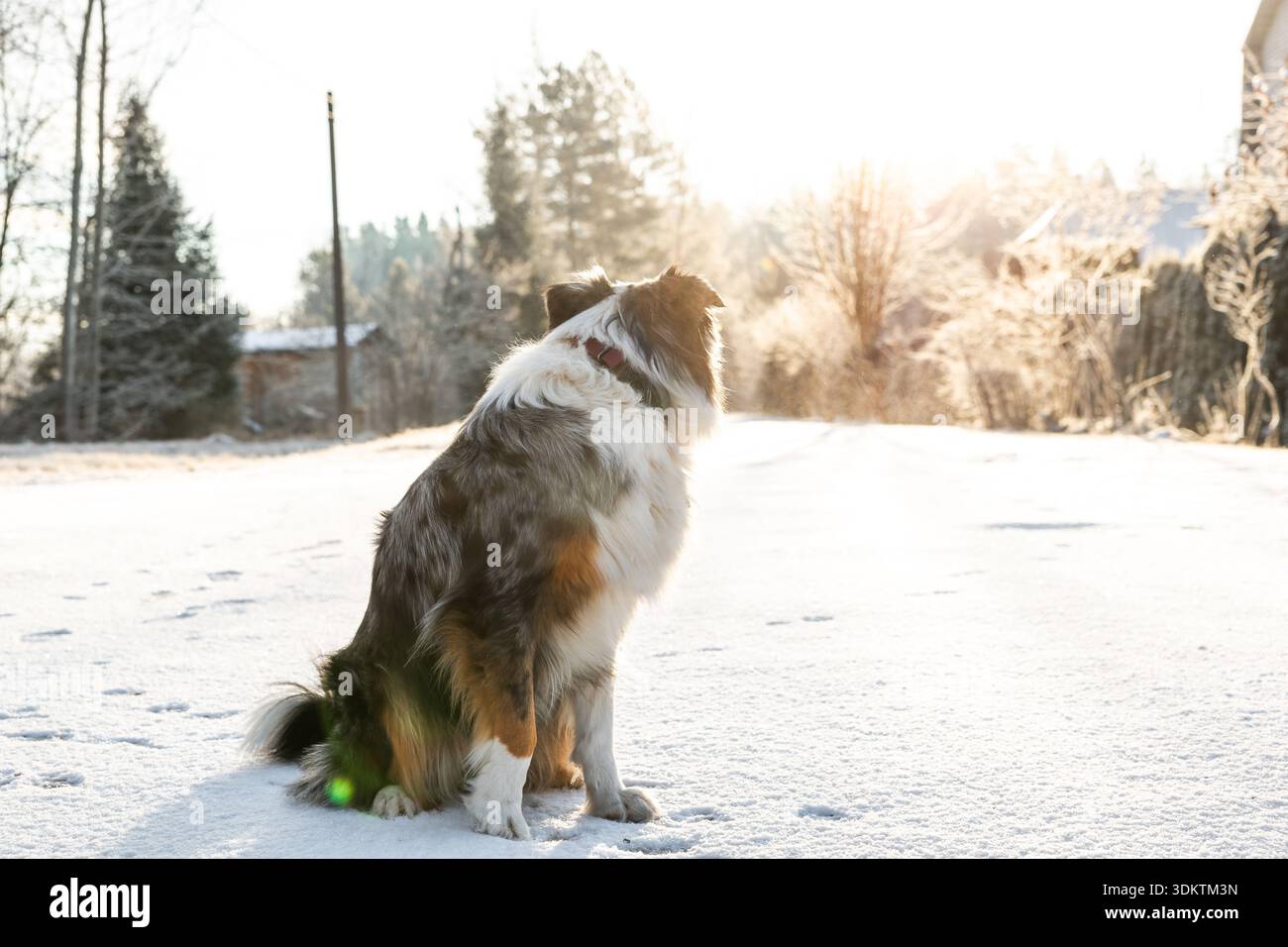 Un chien à fourrure blanche, brune et noire est assis sur la neige, face à des arbres et des buissons givrés. La lumière du soleil coule à travers, avec une structure en bois dans la distance Banque D'Images