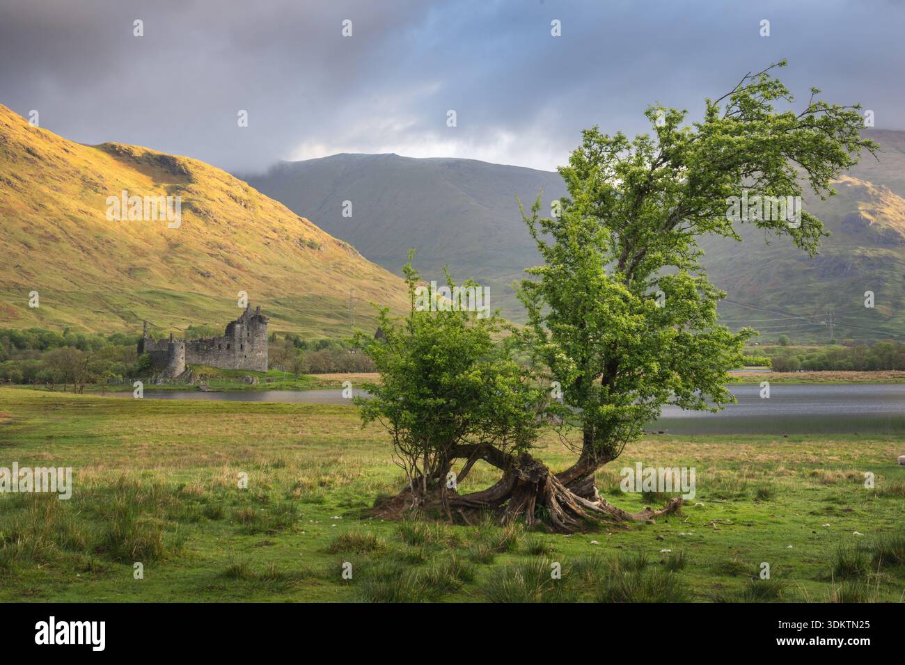 Vue d'un ancien château en ruine niché par un lac serein, encadré par des collines ondulantes et un arbre balayé par le vent au premier plan, Dalmally, Écosse, United Ki Banque D'Images