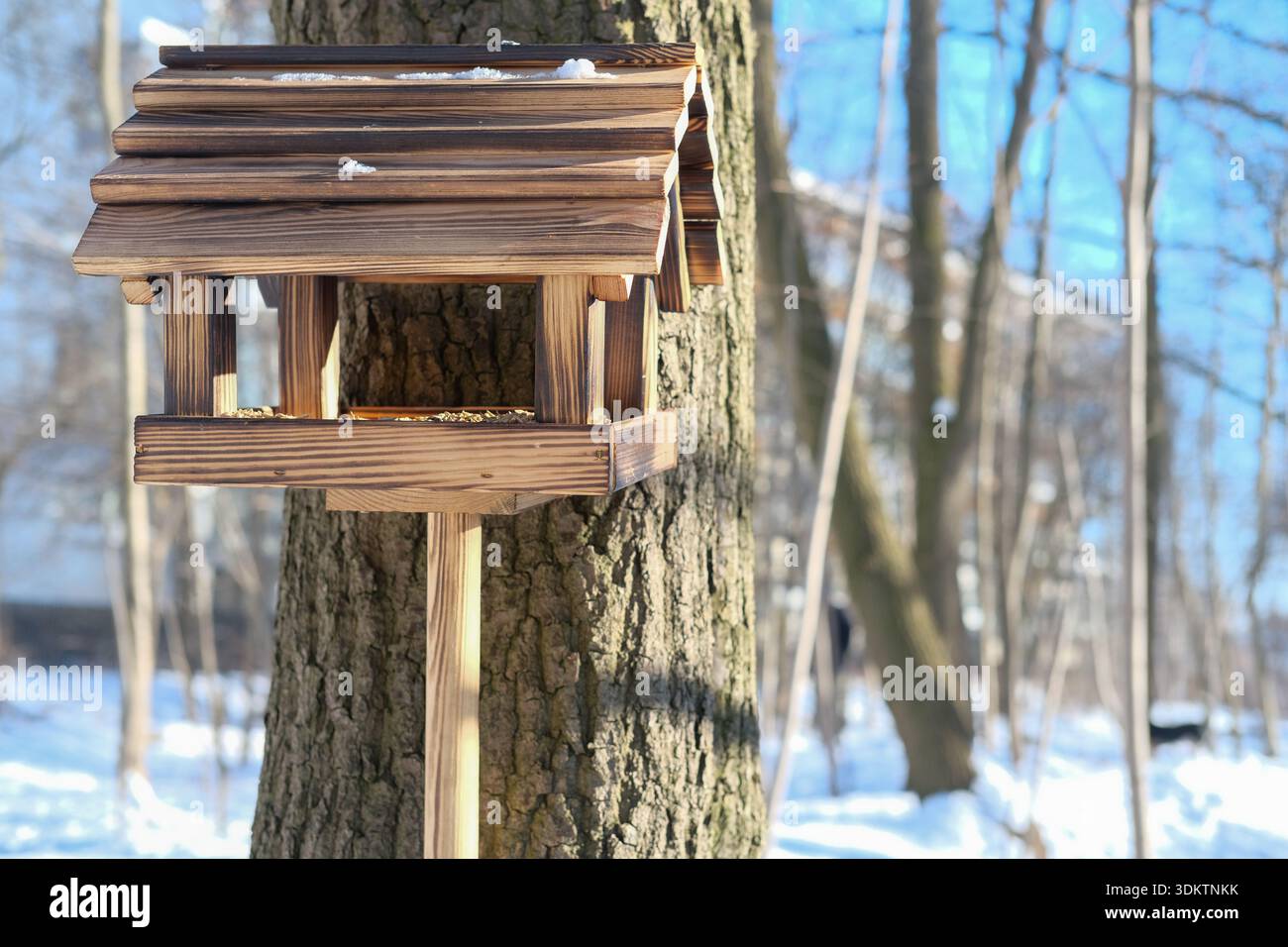 Vue latérale rapprochée d'une mangeoire à oiseaux en bois fixée au tronc d'arbre rugueux, grain et neige visibles sur le toit, lumière douce du soleil, forêt couverte de neige floue Banque D'Images