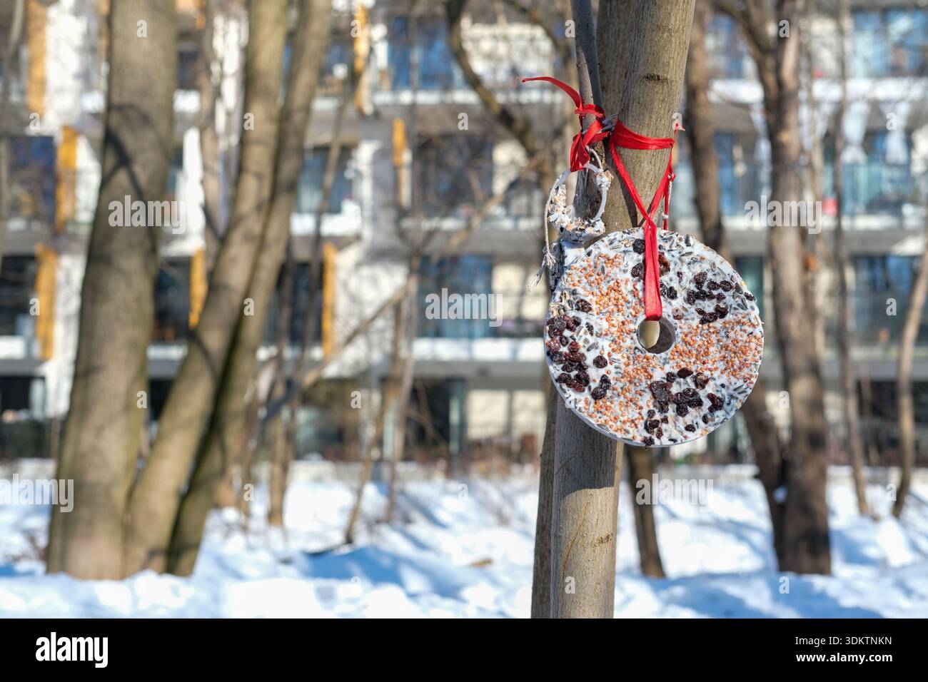 Anneau circulaire blanc de nourriture pour oiseaux avec des graines et des raisins secs suspendus par des rubans rouges sur le tronc d'arbre mince, faible profondeur de champ, sol enneigé Banque D'Images