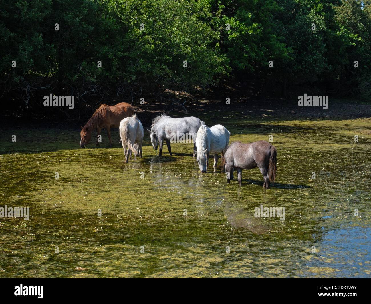 Poneys de New Forest Equus caballus se nourrissant dans un étang près de Pilley, New Forest National Park, Hampshire, Angleterre, Royaume-Uni, juin 2020 Banque D'Images