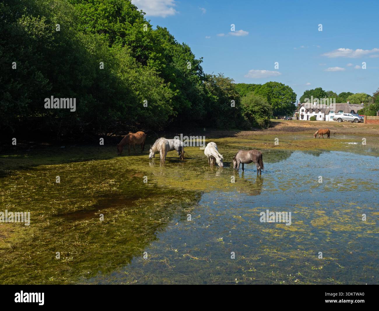 Poneys de New Forest Equus caballus se nourrissant dans un étang près de Pilley, New Forest National Park, Hampshire, Angleterre, Royaume-Uni, juin 2020 Banque D'Images