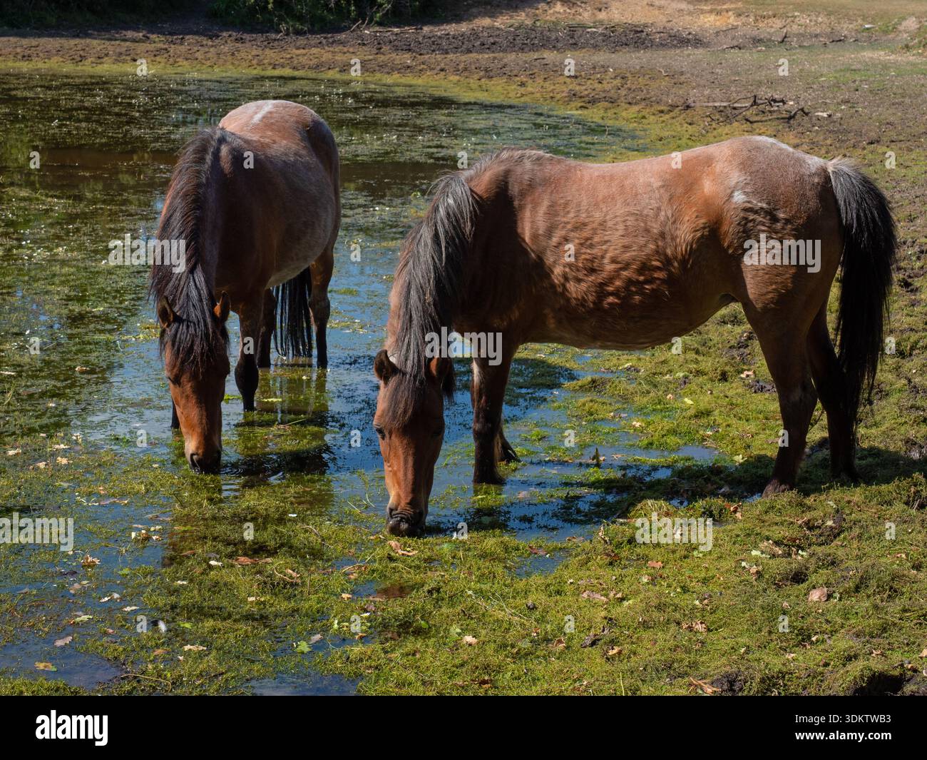 Poneys de New Forest Equus caballus se nourrissant dans un étang près de Pilley, New Forest National Park, Hampshire, Angleterre, Royaume-Uni, juin 2020 Banque D'Images