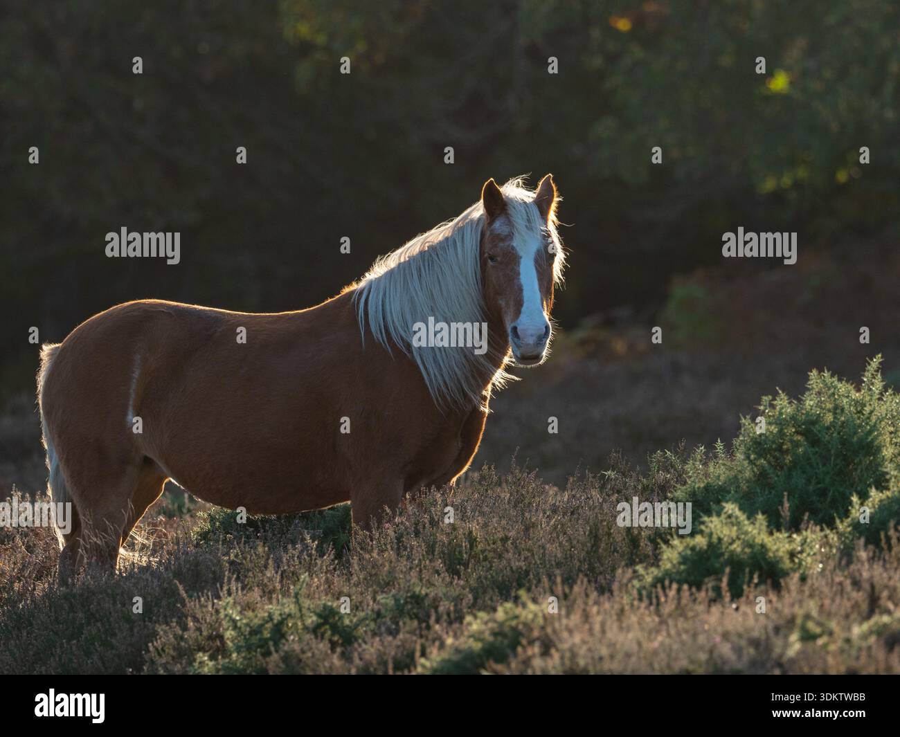 Poney de New Forest Equus caballus jument sur la lande, Backley Plain, New Forest National Park, Hampshire, Angleterre, Royaume-Uni, octobre 2020 Banque D'Images