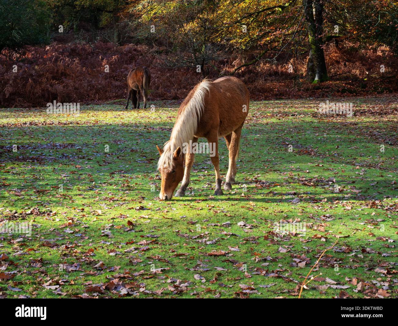 Poney New Forest Equus caballus pâturant sur une piste herbeuse à travers des bois feuillus en automne, Islands Thorns Inclosure, New Forest National Park, Ham Banque D'Images