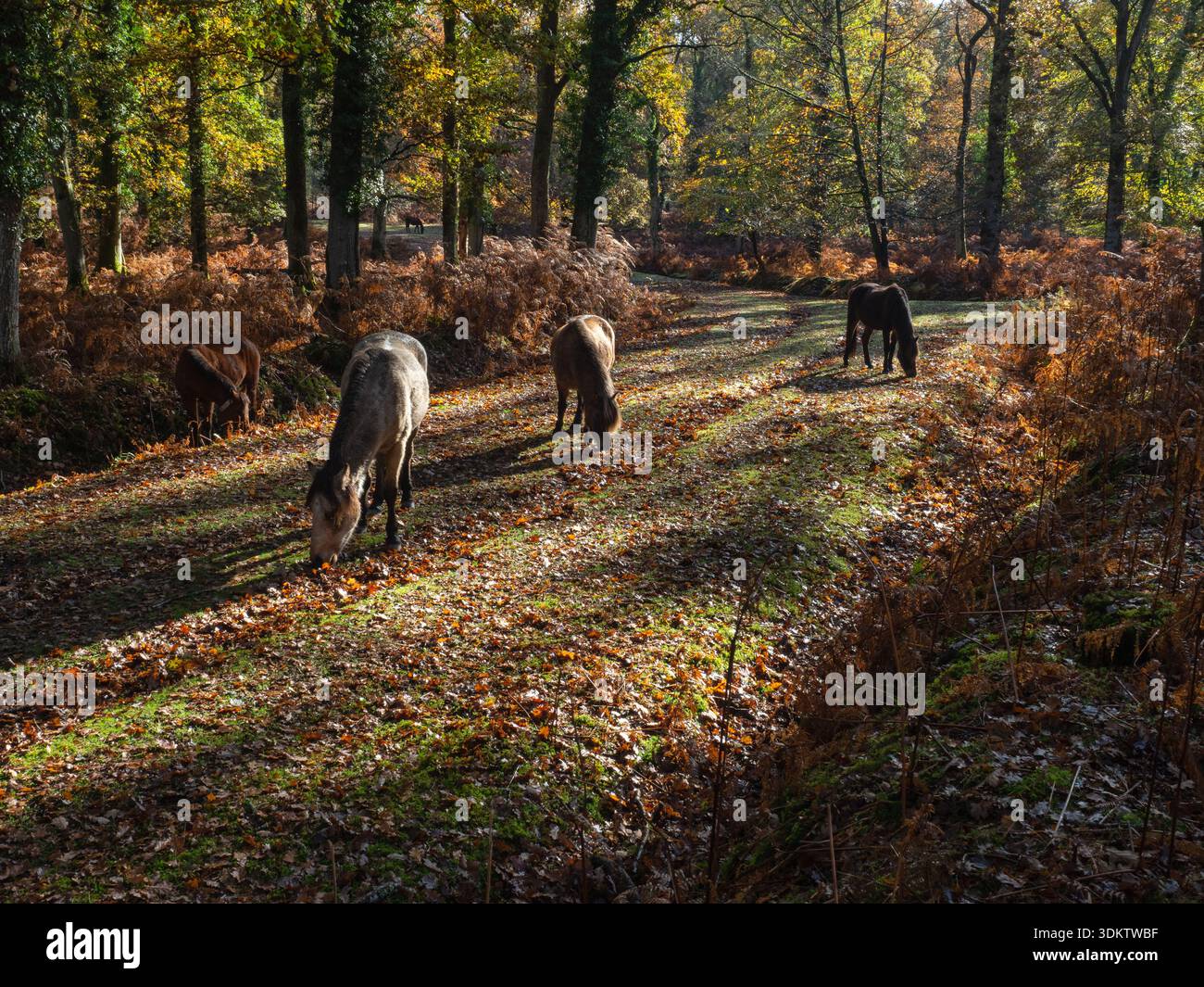 Poney New Forest Equus caballus pâturant sur une piste herbeuse à travers des bois feuillus en automne, Islands Thorns Inclosure, New Forest National Park, Ham Banque D'Images