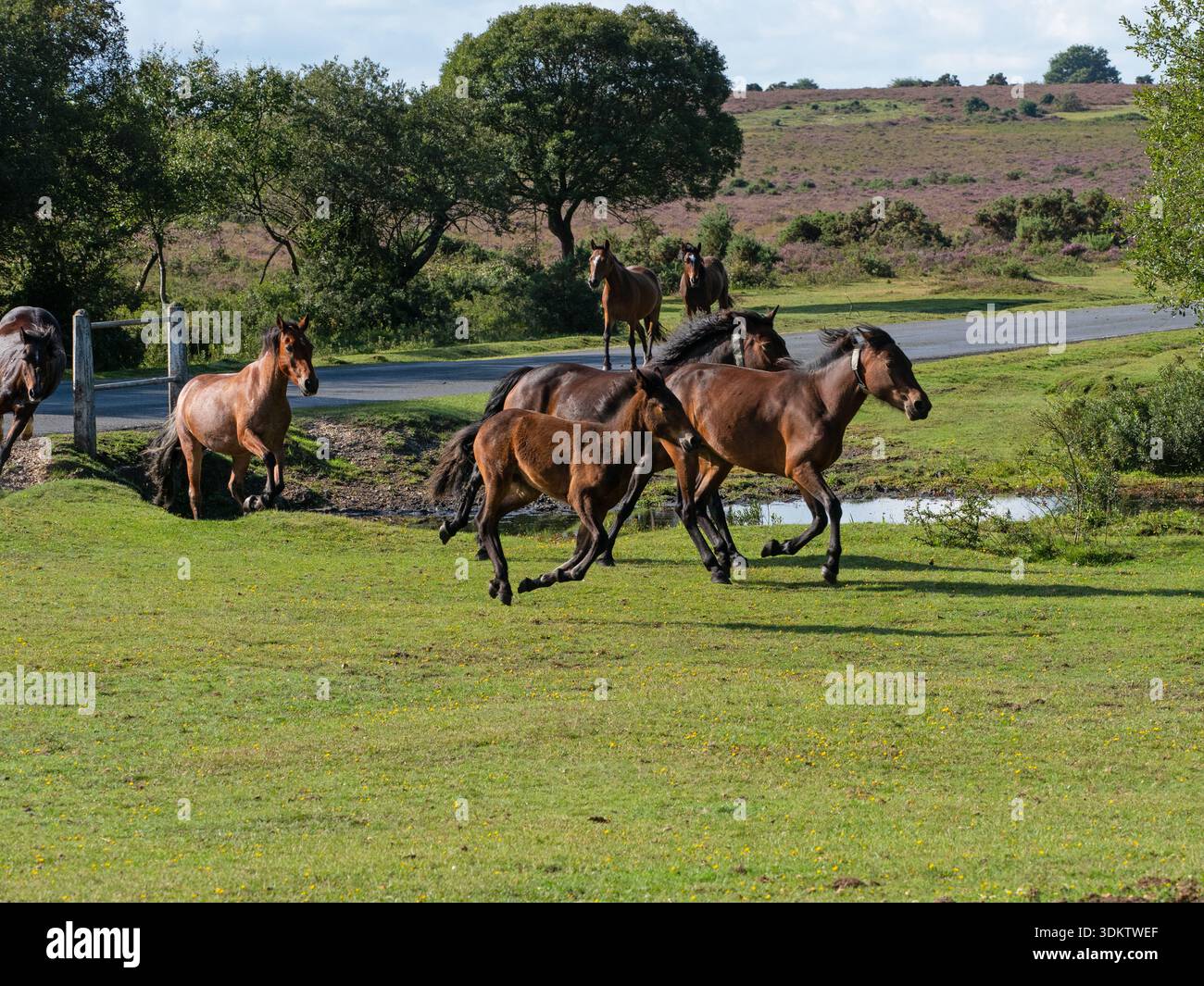 Poney New Forest Equus caballus groupe courant à travers les prairies pendant une dérive, près de Brockenhurst, New Forest National Park, Hampshire, Angleterre, Royaume-Uni, sept Banque D'Images