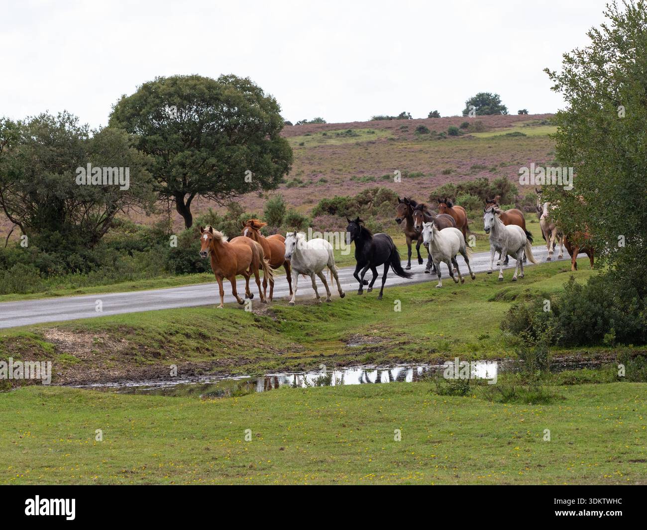 Poney de New Forest Equus caballus groupe courant le long d'une route lors d'une dérive, près de Brockenhurst, New Forest National Park, Hampshire, Angleterre, Royaume-Uni, Septemb Banque D'Images