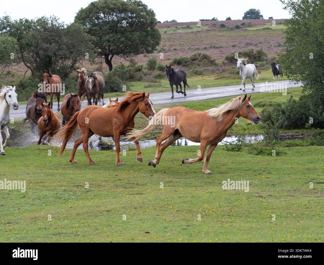Poney New Forest Equus caballus groupe courant à travers les prairies pendant une dérive, près de Brockenhurst, New Forest National Park, Hampshire, Angleterre, Royaume-Uni, sept Banque D'Images