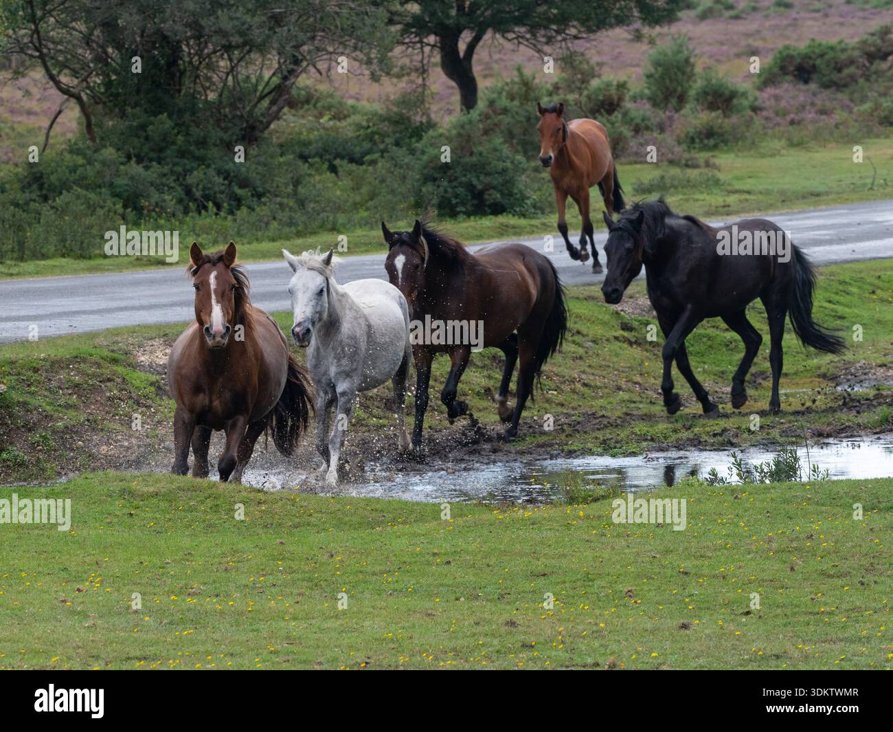 Poney New Forest Equus caballus groupe courant dans un ruisseau pendant une dérive, près de Brockenhurst, New Forest National Park, Hampshire, Angleterre, Royaume-Uni, sept Banque D'Images