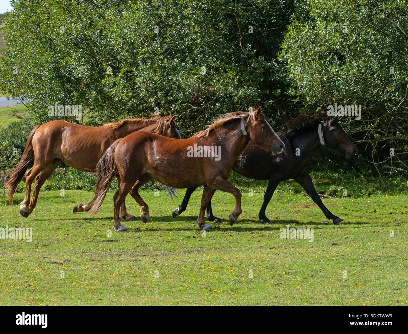 Poney New Forest Equus caballus groupe courant à travers les prairies pendant une dérive, près de Brockenhurst, New Forest National Park, Hampshire, Angleterre, Royaume-Uni, sept Banque D'Images