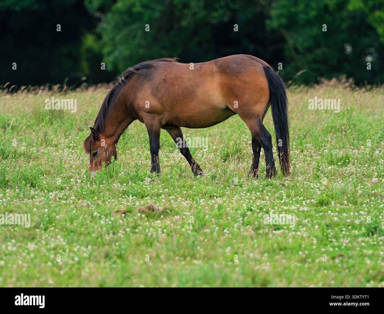 Exmoor poney Equus ferus caballus se nourrissant dans une prairie de fleurs sauvages, Knepp Castle Estate, West Sussex, Angleterre, Royaume-Uni, juin 2022 Banque D'Images