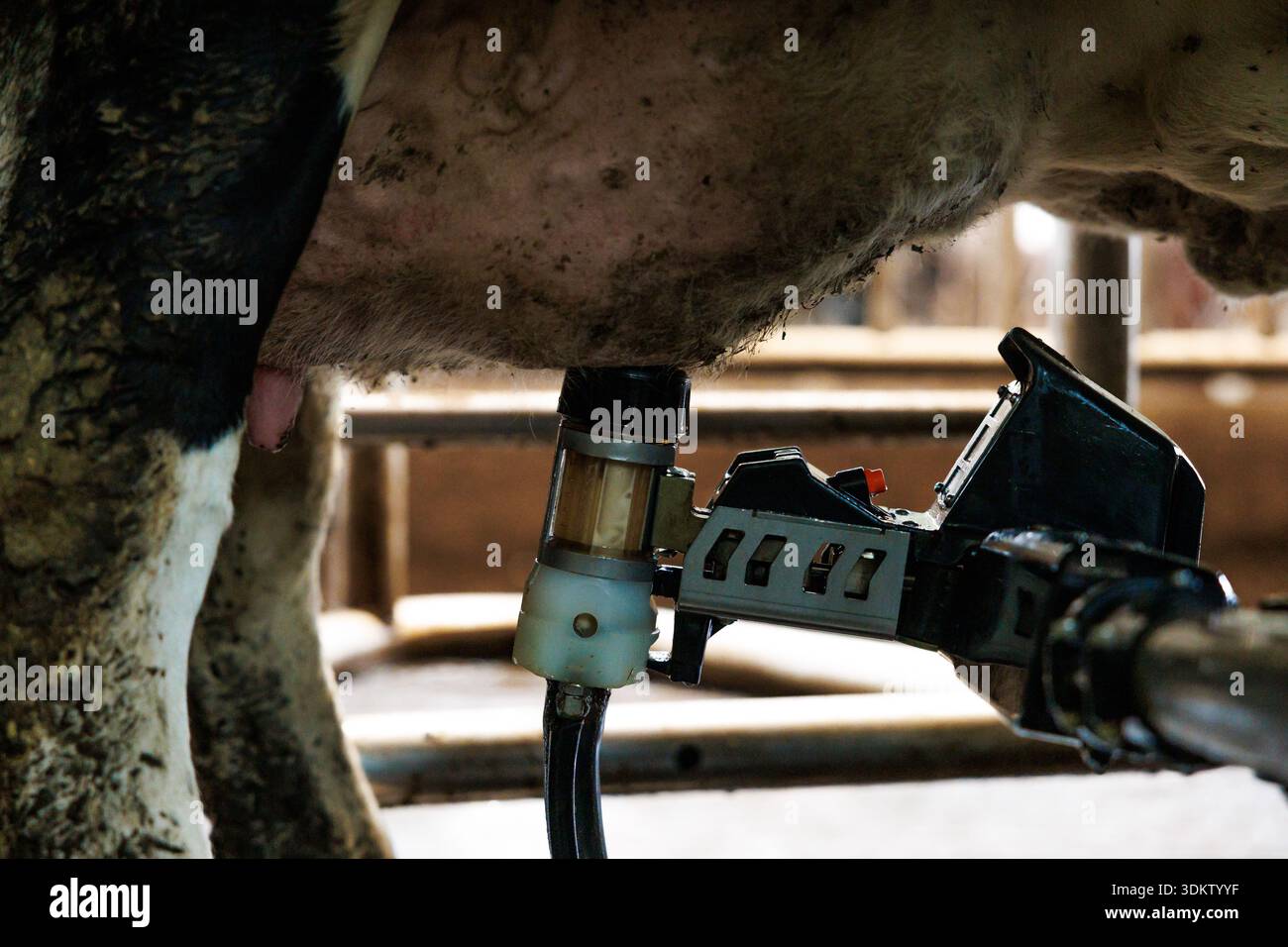 Gros plan du pis d'une vache attaché à une unité de traite robotisée dans un salon intérieur. Les ventouses et les tubes fonctionnent sous une lumière industrielle douce, montrant Banque D'Images