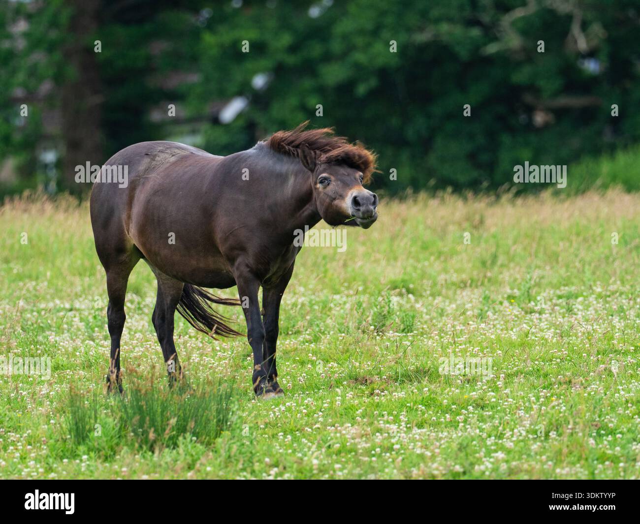 Exmoor poney Equus ferus caballus se nourrissant dans une prairie de fleurs sauvages, Knepp Castle Estate, West Sussex, Angleterre, Royaume-Uni, juin 2022 Banque D'Images