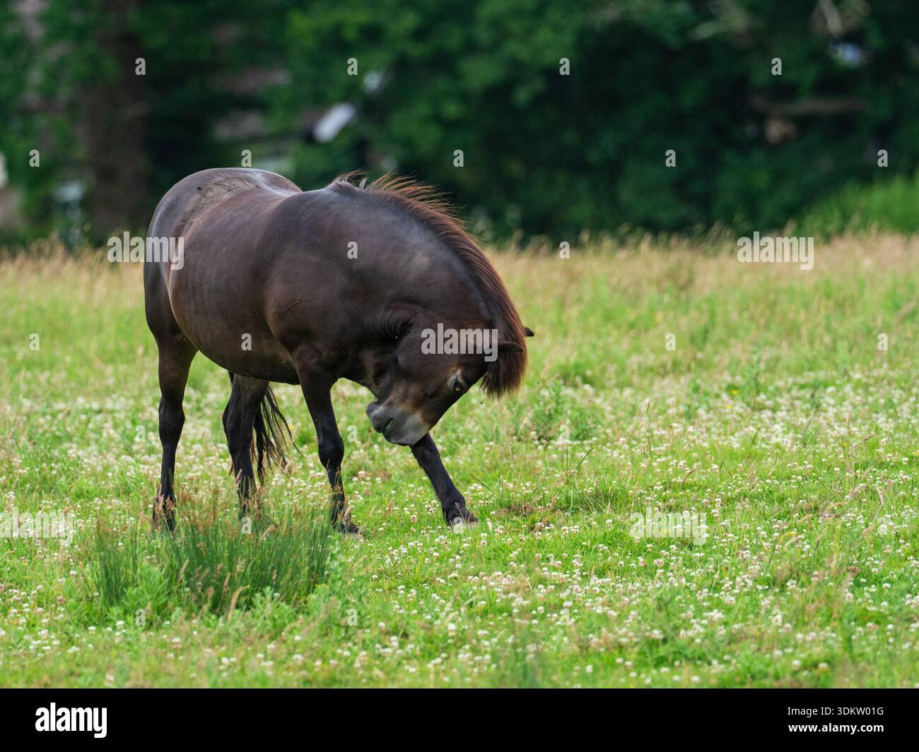 Exmoor poney Equus ferus caballus grattant dans une prairie de fleurs sauvages, Knepp Castle Estate, West Sussex, Angleterre, Royaume-Uni, juin 2022 Banque D'Images