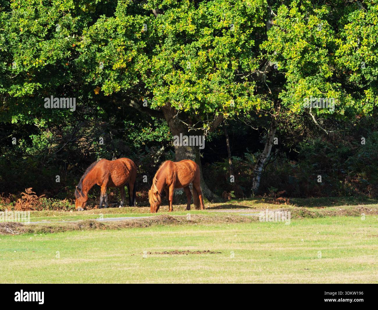 Poney New Forest Equus caballus près de Hyde School, New Forest National Park, Hampshire, Angleterre, Royaume-Uni, octobre 2022 Banque D'Images