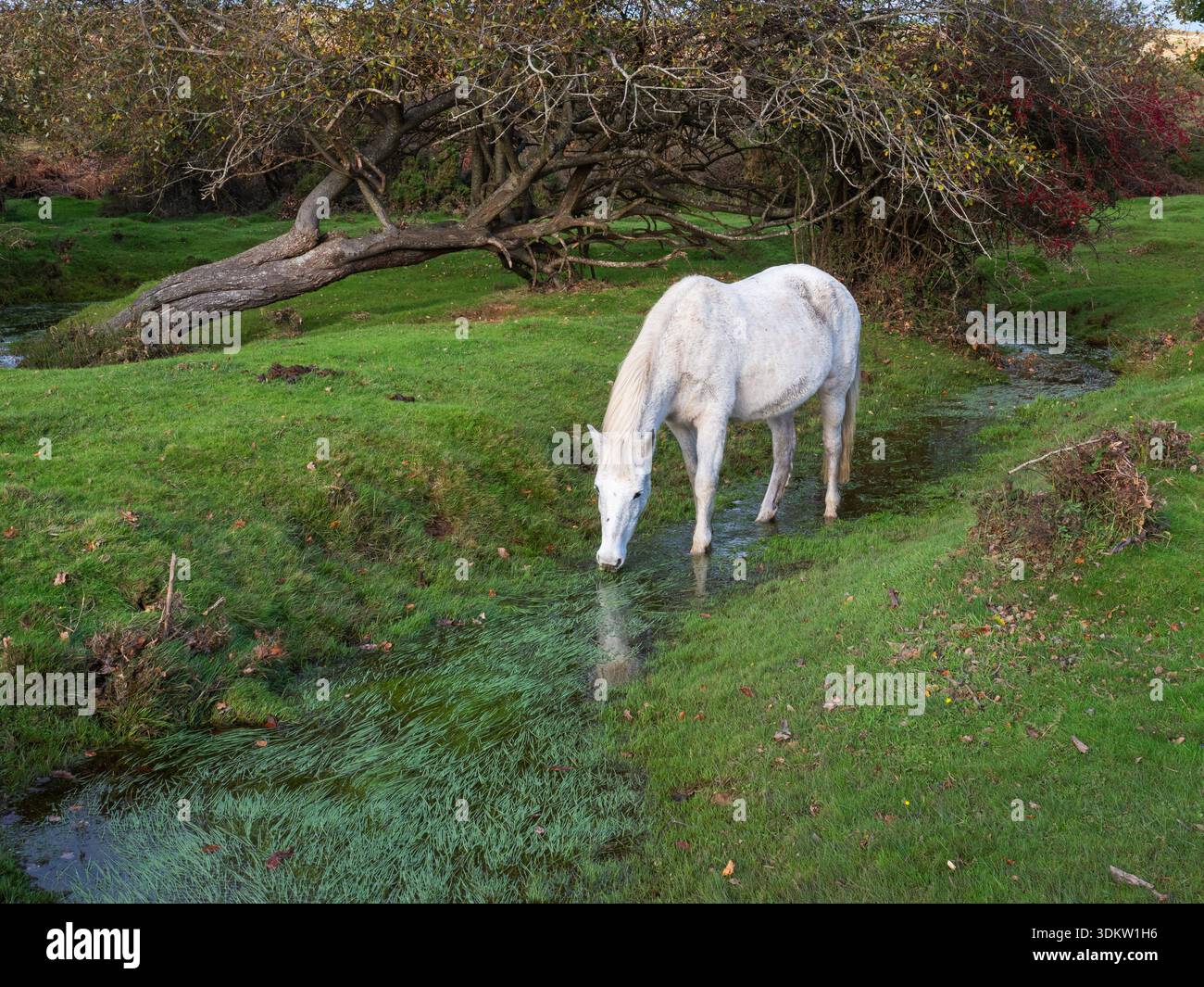 Poney New Forest Equus caballus pâturant dans les prairies inondées à côté du ruisseau Latchmore, avec Hawthorn Crataegus monogyna au-delà, Latchmore Bottom, New for Banque D'Images