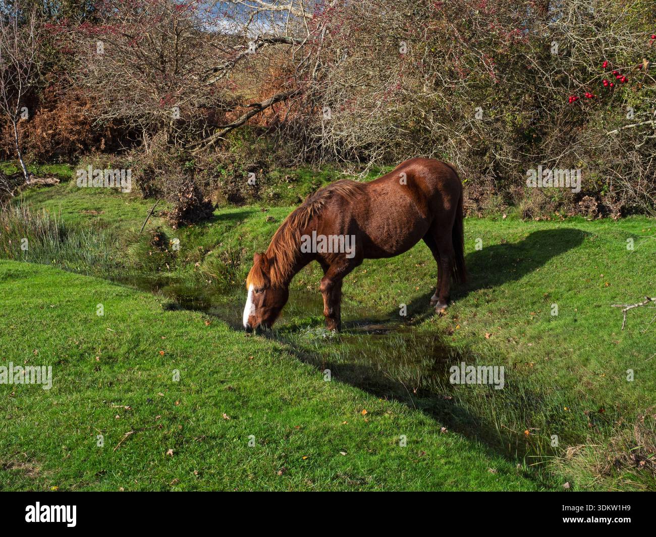 Poney New Forest Equus caballus pâturant dans les prairies inondées à côté du ruisseau Latchmore, avec Hawthorn Crataegus monogyna au-delà, Latchmore Bottom, New for Banque D'Images