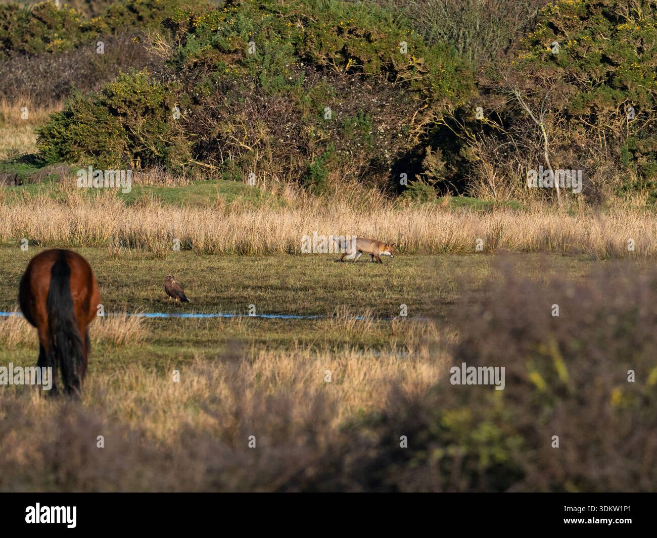 Renard roux Vulpes vulpes, Marsh harrier Circus aeruginosus et poney New Forest pâturant Equus caballus, réserve naturelle des marais de Lymington et Keyhaven, jambon Banque D'Images