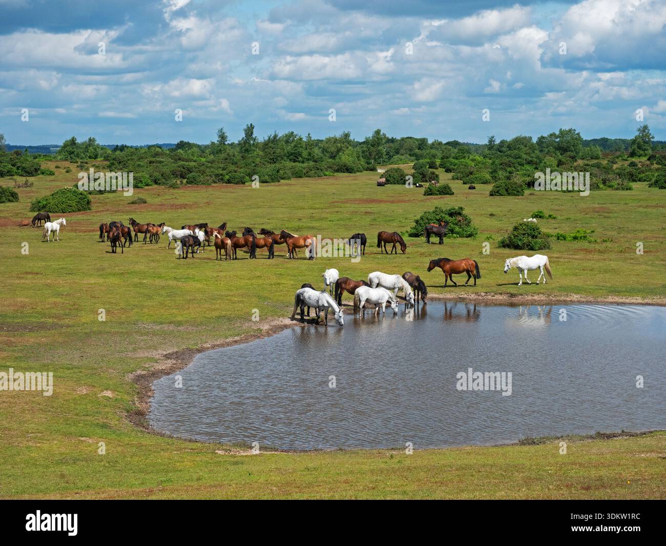 Poney de New Forest Equus caballus groupe à côté et boire dans un étang de prairie, Ibsley Common, New Forest National Park, Hampshire, Angleterre, Royaume-Uni, juin Banque D'Images