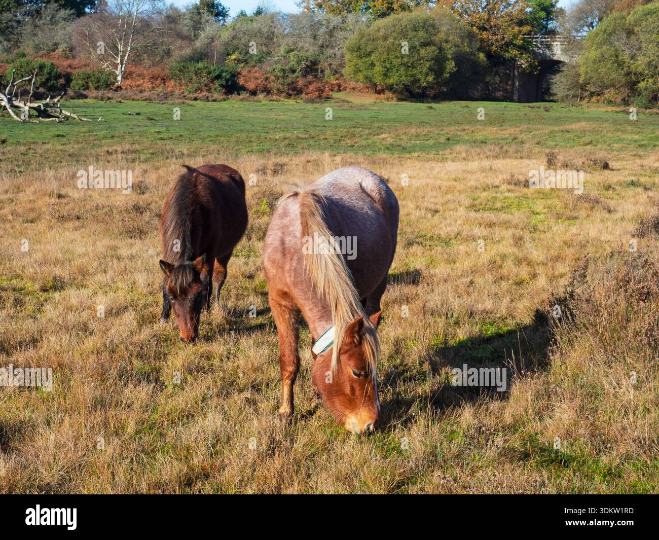 Poney New Forest Equus caballus pâturant sur les prairies avec broussailles et vieux pont ferroviaire au-delà, Longslade Bottom, New Forest National Park, Hampshire, Banque D'Images