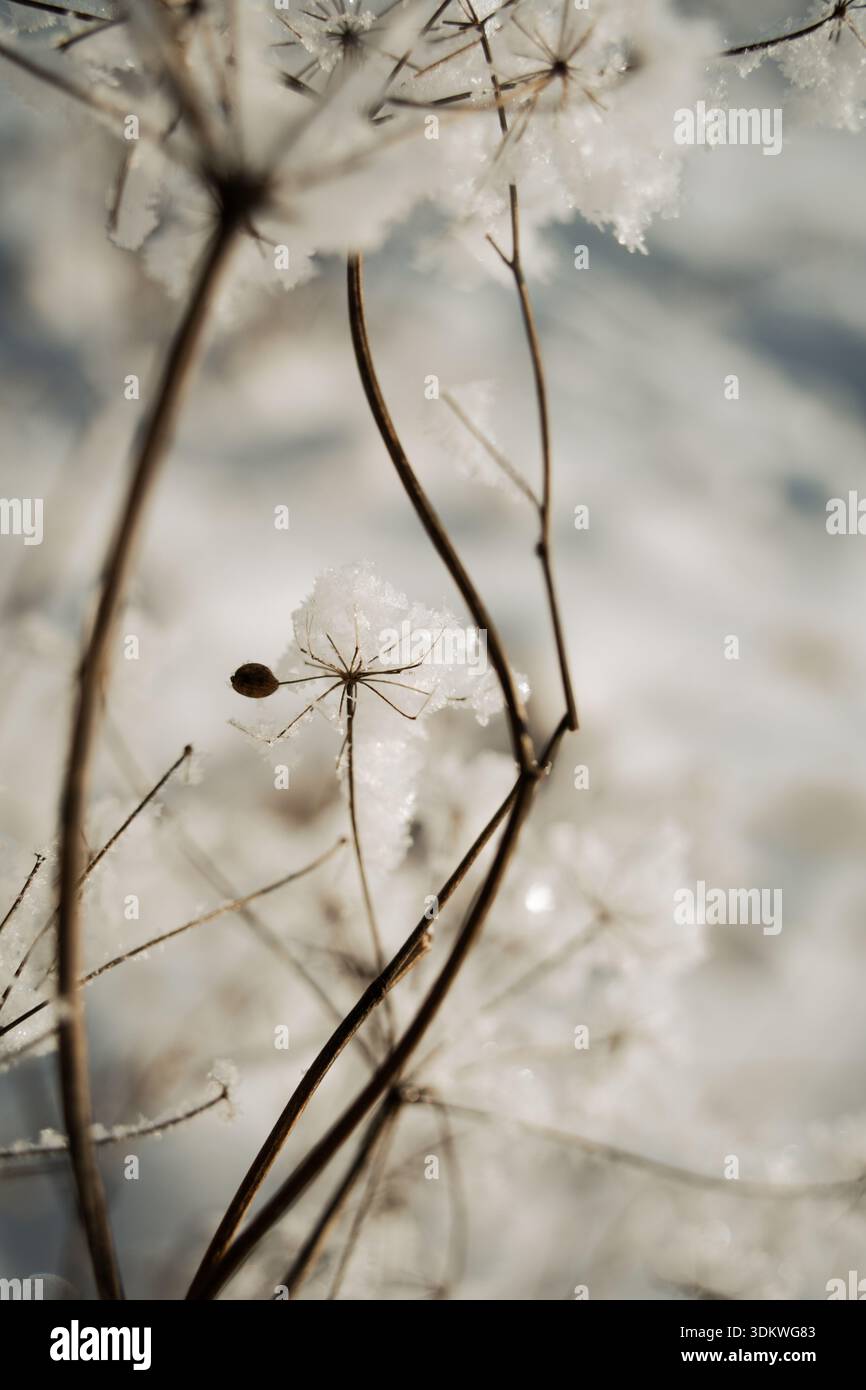 Plante sauvage congelée avec des têtes de graines délicates recouvertes de neige et de cristaux de glace sur un fond doux d'hiver Banque D'Images