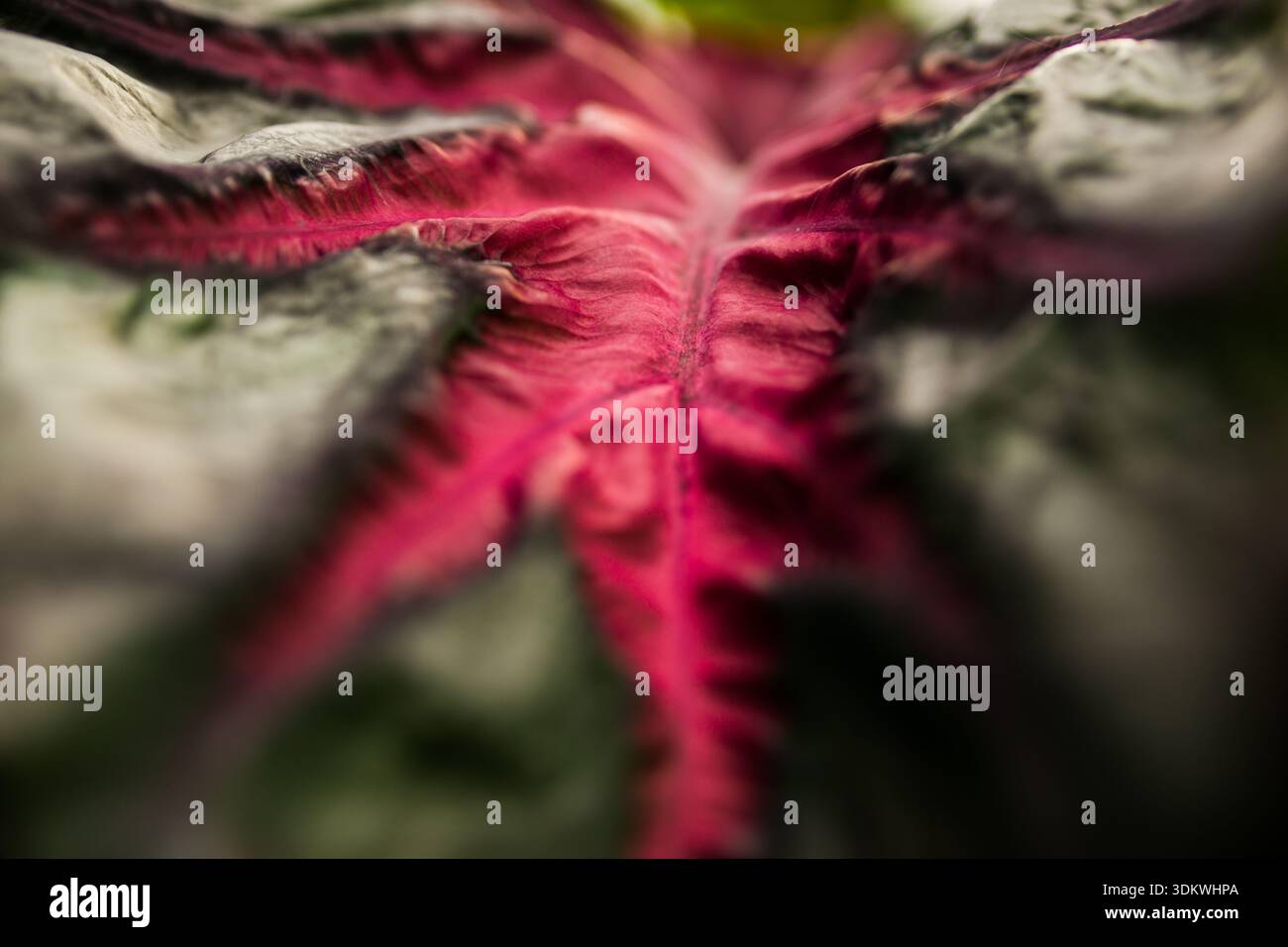 Macro abstraite d'une feuille de Coleus avec des veines magenta vibrantes et des textures vert foncé ; faible profondeur de champ se concentrant sur des motifs organiques Banque D'Images