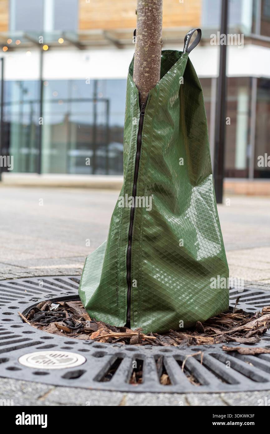 Sac de protection d'arbre vert zippé en place autour de la base d'un petit arbre nouvellement planté dans un cadre commercial pavé. Banque D'Images