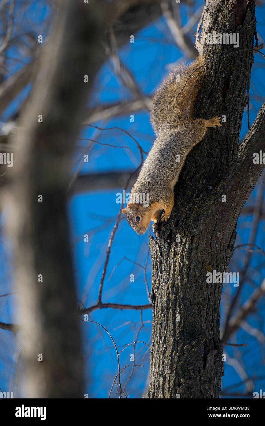 Petit écureuil grimpe sur l'arbre en hiver. Banque D'Images