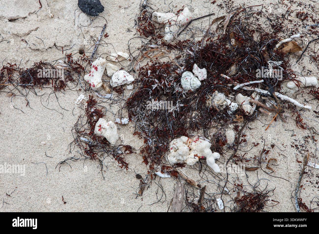 Sur le sable des coquillages Banque D'Images