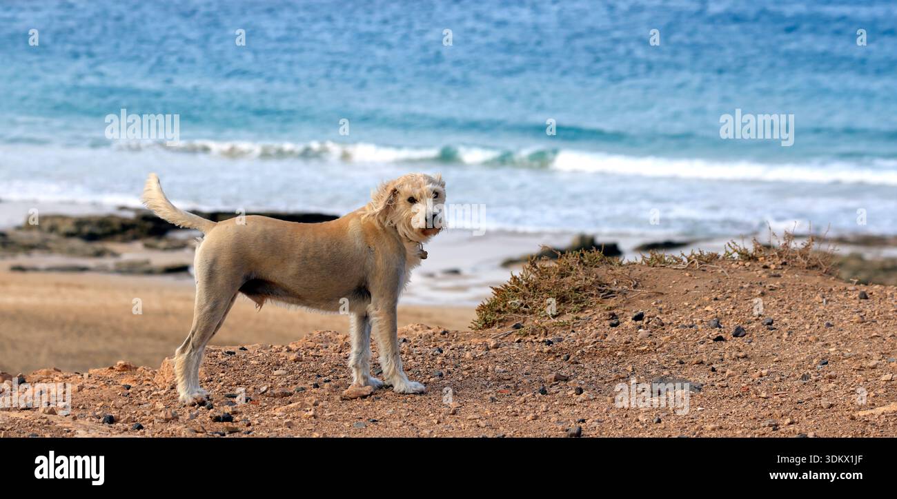Un chien dépouillé debout seul sur une falaise regardant la caméra. Fuerteventura, Îles Canaries, Espagne Banque D'Images