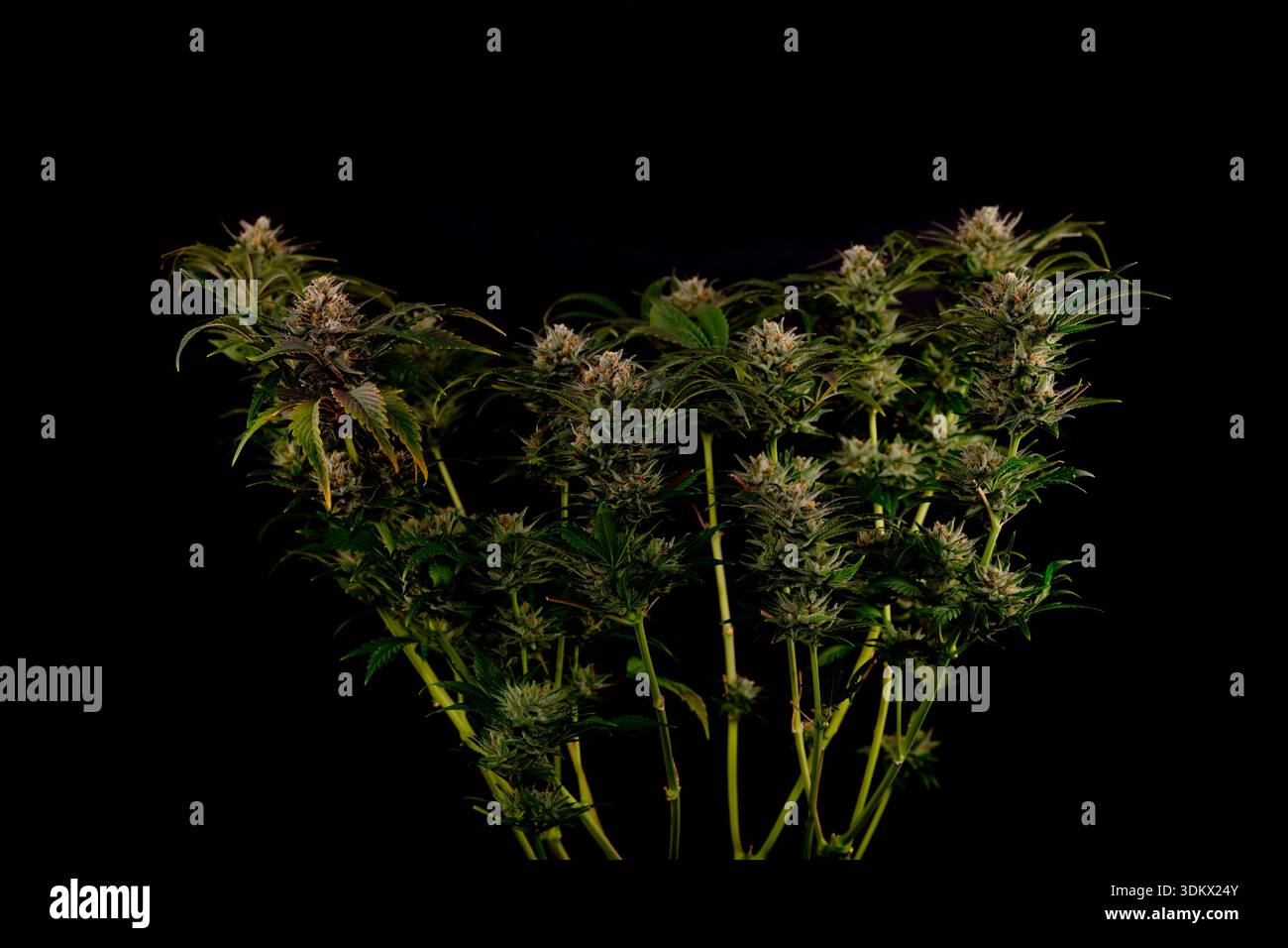 Fleur de marijuana mature variété de reine spéciale avec fond de mur noir Banque D'Images