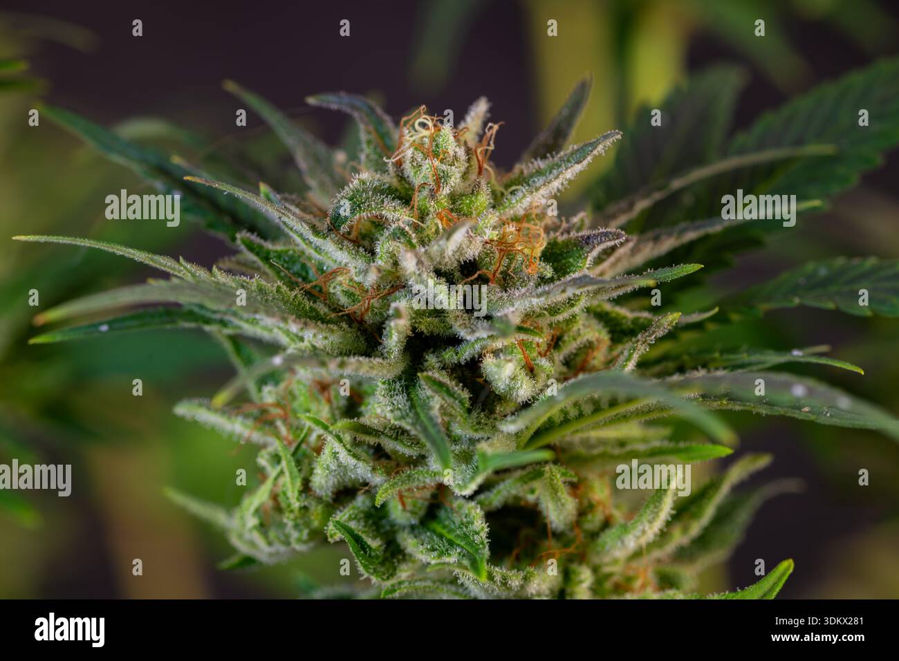 Fleur de marijuana mature variété de reine spéciale avec fond de mur noir Banque D'Images