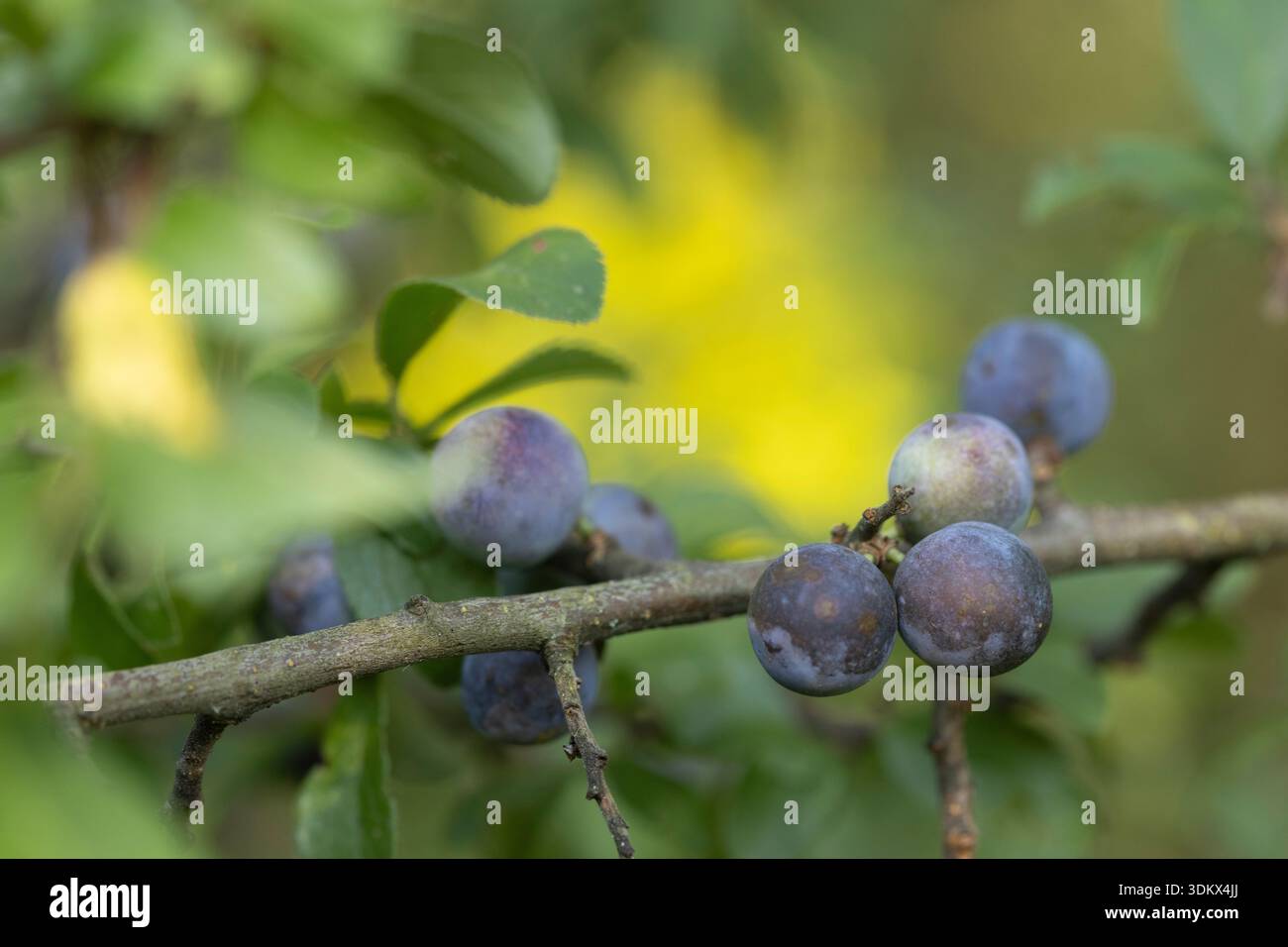 Prune sauvage photographiée en Roumanie en août Banque D'Images