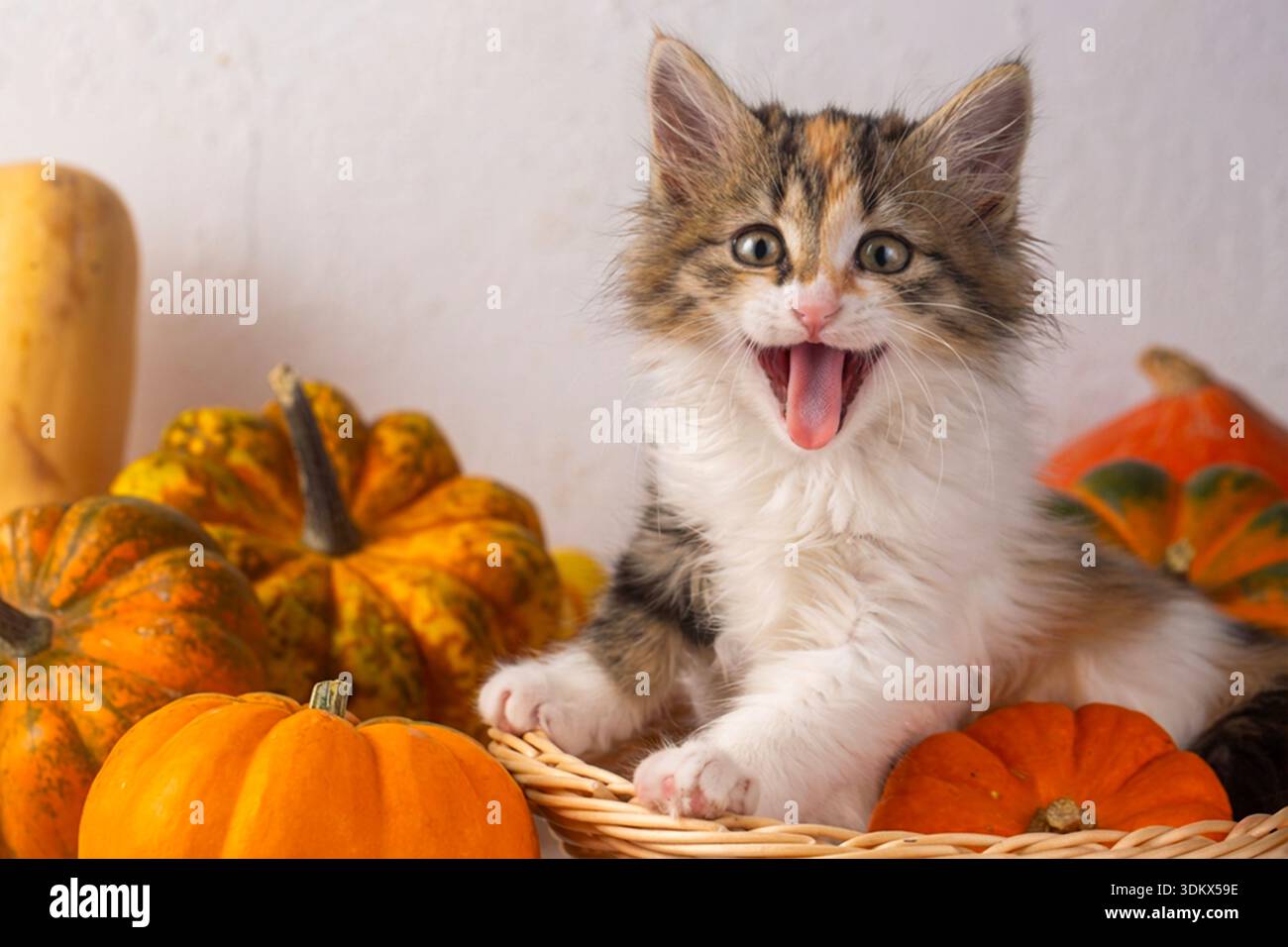 Chaton calico très mignon dans le panier Banque D'Images