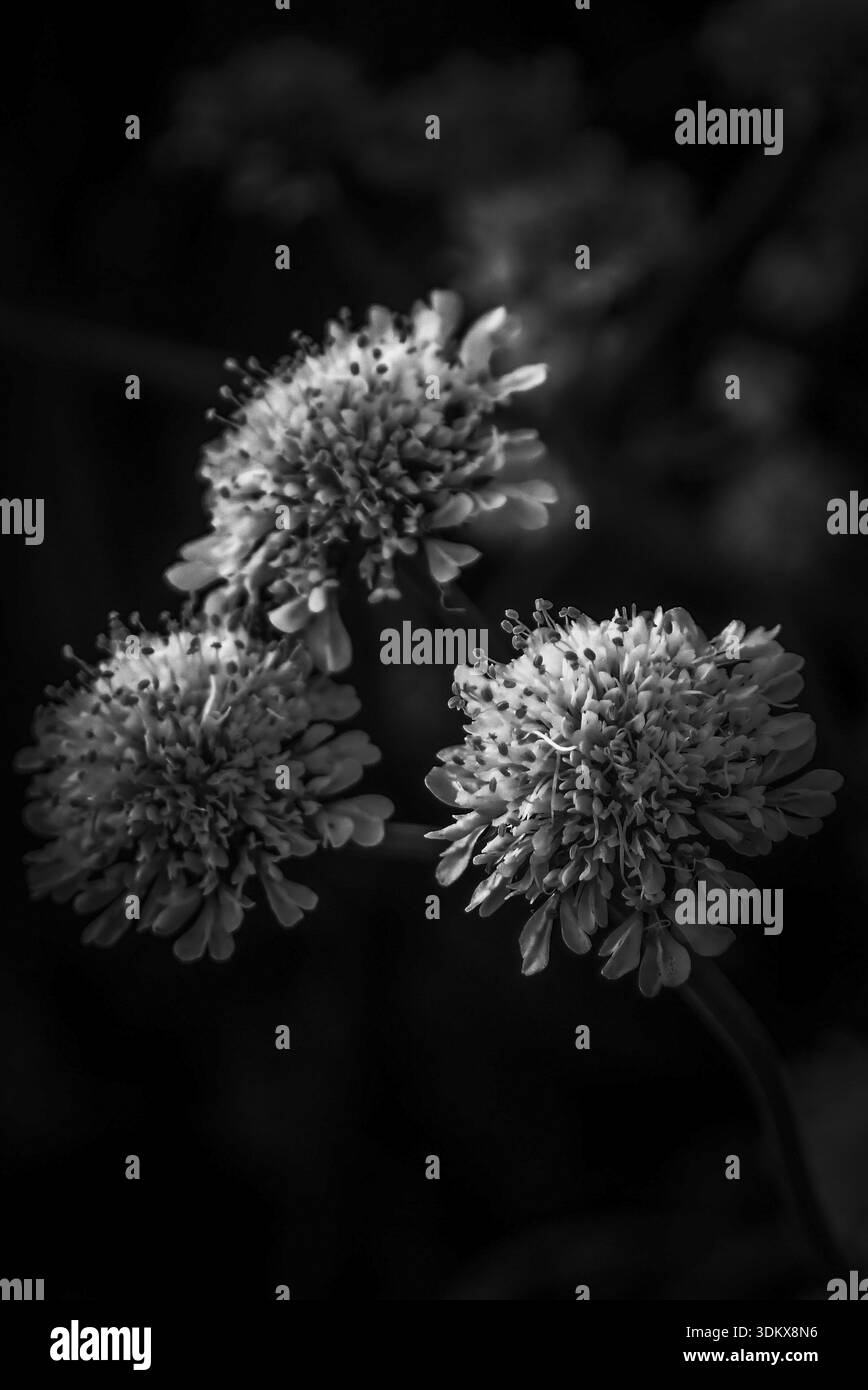 Oenanthe sauvage poussant naturellement dans la campagne grecque. Photographie botanique artistique en gros plan capturant la beauté des fleurs sauvages grecques indigènes. Banque D'Images