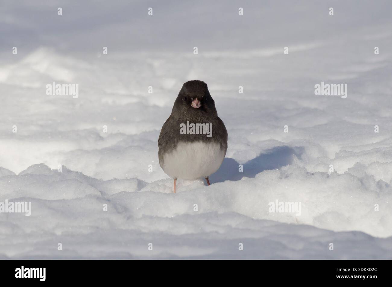 Junco aux yeux sombres, Junco hyemalis, alimentation en hiver Banque D'Images