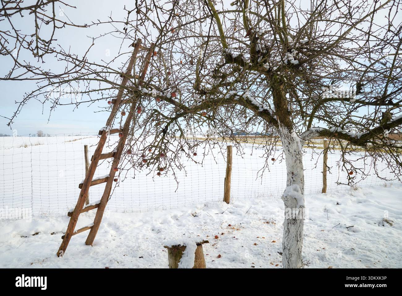 Photo d'un verger de pommiers en hiver. Banque D'Images